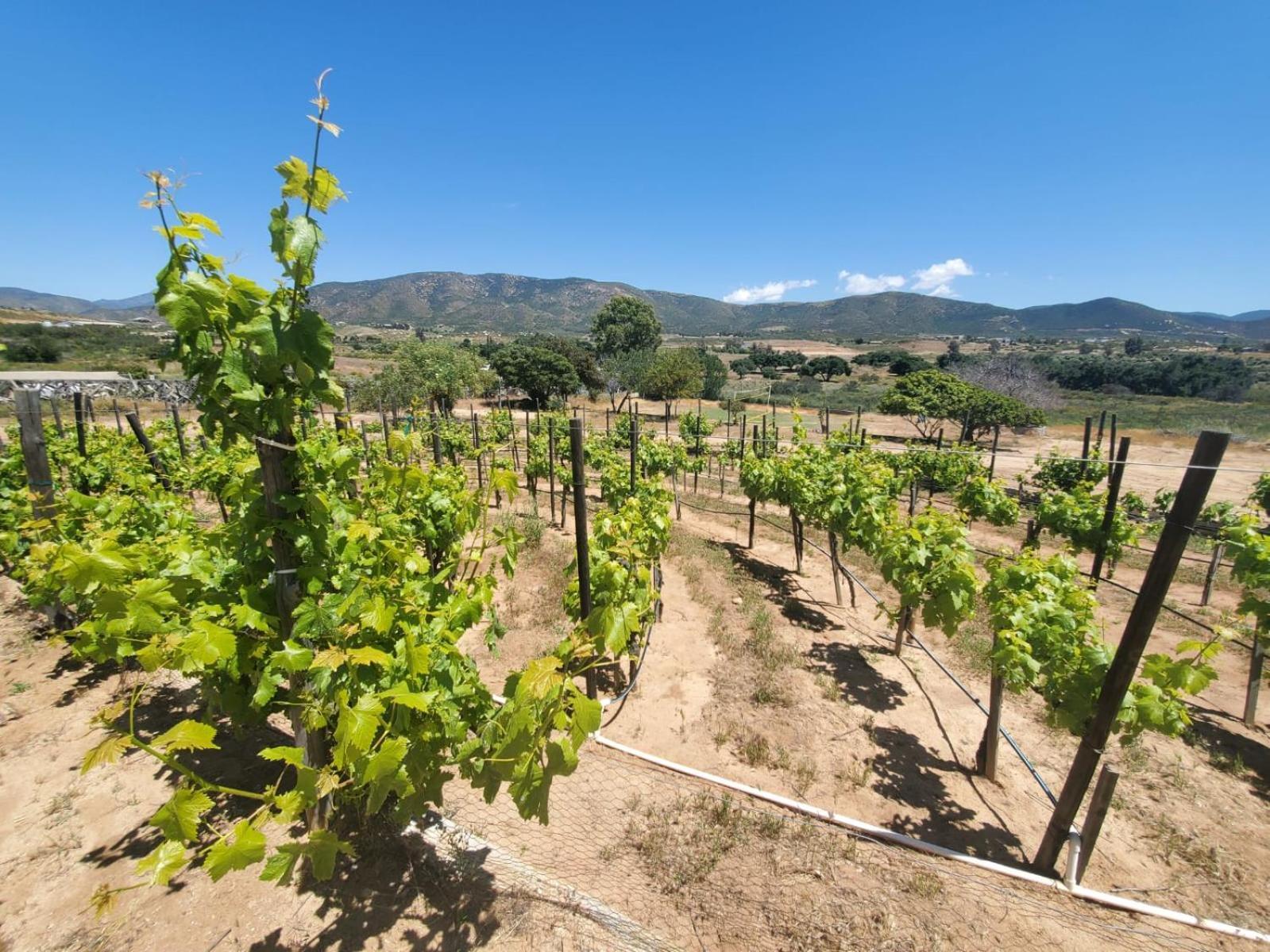 Finca Selah Ensenada Luaran gambar